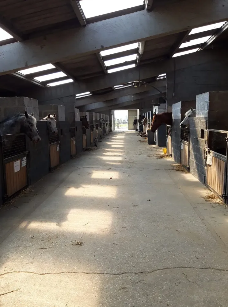 Pension pour chevaux à Saint-Sylvestre-Cappel